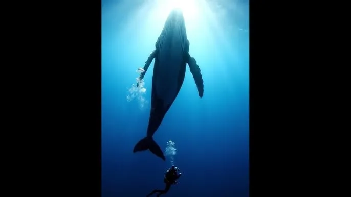 迷人的保姆高清线观看 - 深蓝星球：探索海洋深处的未知世界